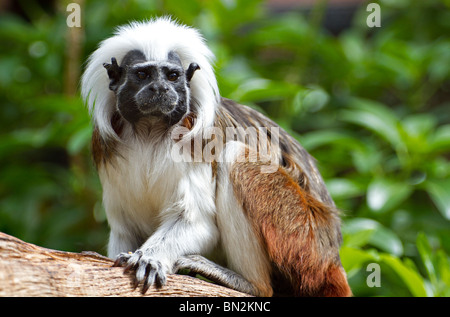 Un adulte seul singe Tamarin Coton-top (Saguinus oedipus) assis sur la branche d'un arbre Banque D'Images