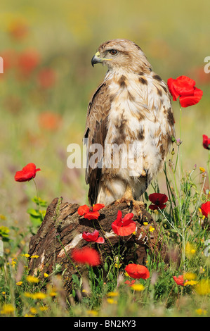 Buse variable (Buteo buteo) entre le champ de coquelicots en espagnol Banque D'Images