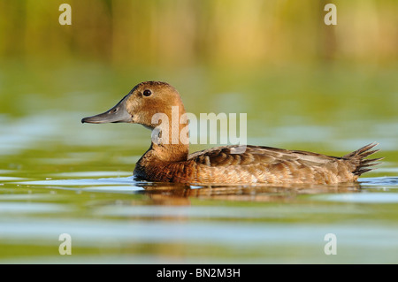 Fuligule Milouin (Aythya ferina), femme. Banque D'Images