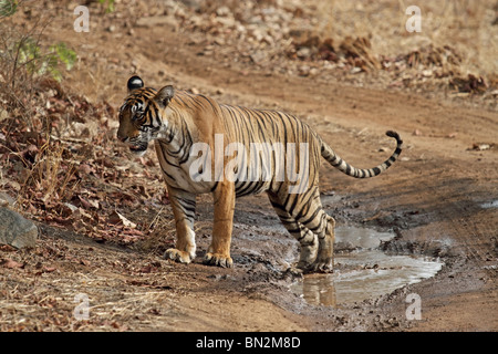 Tiger sur une petite piscine d'eau au milieu de la route forestière dans le Parc National de Ranthambhore, Inde Banque D'Images