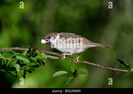 Bruant hudsonien, Passer montanus, jeune oiseau avec un bec en arachide Banque D'Images