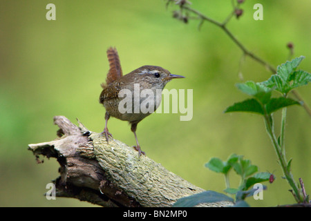 Le Troglodyte mignon (Troglodytes troglodytes) perché sur souche d'arbre, Basse-Saxe Allemagne Banque D'Images