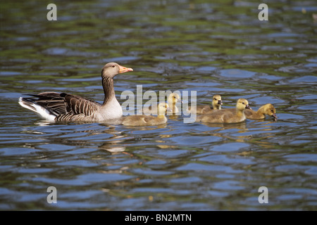 Oie cendrée Anser anser, parent avec cinq oiseaux sur le lac de baignade oisons, Allemagne Banque D'Images