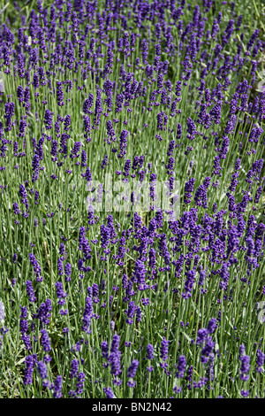 Domaine de l'anglais des fleurs de lavande (Lavandula angustifolia) en fleurs à la fin du printemps au Royaume-Uni. Banque D'Images