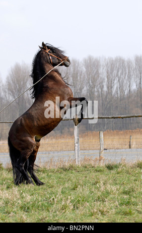 Stallion Banque D'Images