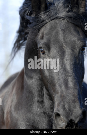 Cheval frison Banque D'Images