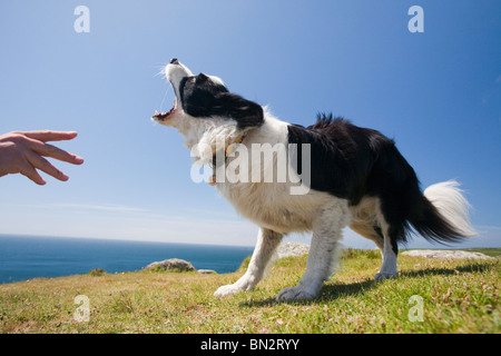 Un Border Collie dog en attente d'un bâton sur les falaises près de Lands End. Banque D'Images