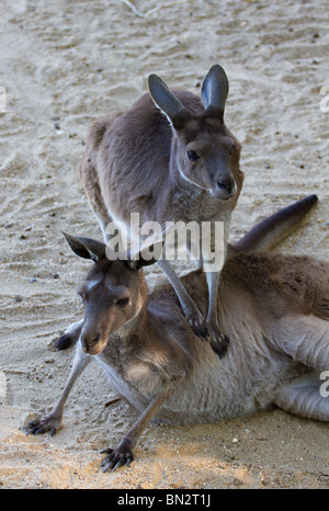 Paire de kangourous gris de l'Ouest (Macropus fuliginosus) jouant Banque D'Images