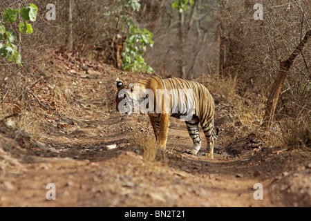 Tiger, debout au milieu de la route forestière dans le Parc National de Ranthambhore, Inde Banque D'Images