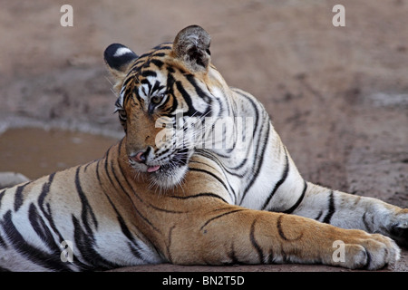 Portrait du tigre. Photo prise dans le Parc National de Ranthambhore, Inde Banque D'Images