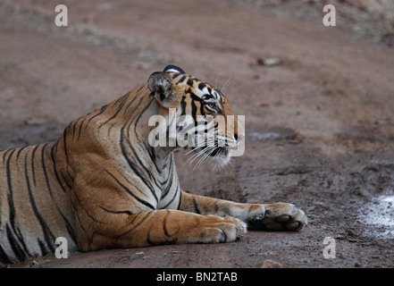 Portrait du tigre. Photo prise dans le Parc National de Ranthambhore, Inde Banque D'Images