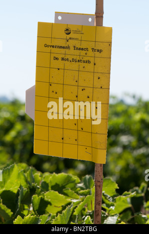 Piège pour tireur d'aile vitreux dans un vignoble, comté de Fresno, vallée centrale de la Californie Banque D'Images