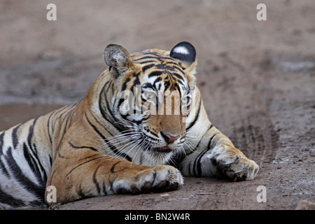 Portrait du tigre. Photo prise dans le Parc National de Ranthambhore, Inde Banque D'Images