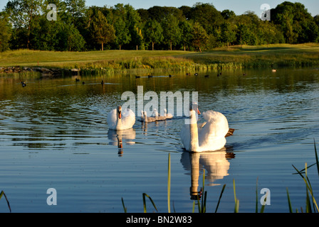 Famille swan Banque D'Images