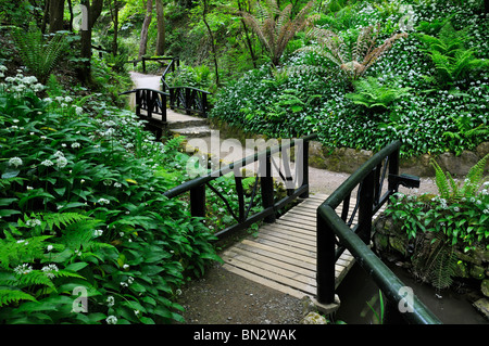 Profusion d'ail sauvage bordant les allées de Shanklin Chine, île de Wight, Royaume-Uni Banque D'Images