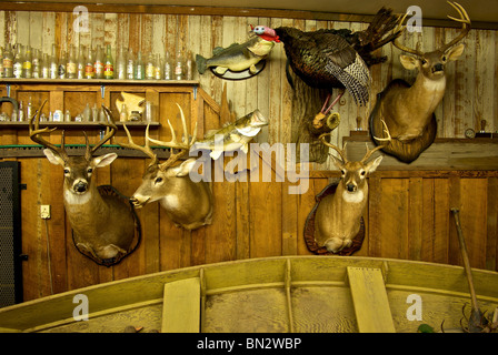 Affichage de taxidermie de têtes de chevreuil farcie dindon sauvage de l'achigan à grande bouche vieille bouteille de collection gas station store Louisiane rurale Banque D'Images