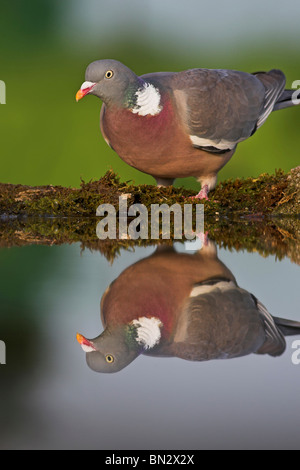 Pigeon ramier (Columba palumbus), debout sur le bois mort moussus au bord d'une eau calme, de l'Allemagne, Rhénanie-Palatinat Banque D'Images