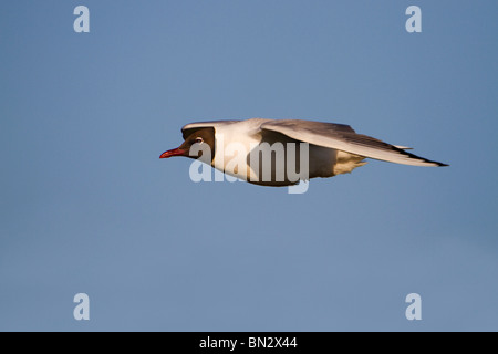 Mouette à tête noire ; Larus ridibundus en vol ; Banque D'Images