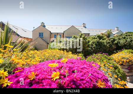 Des fleurs tropicales sur Tresco, Îles Scilly. Banque D'Images