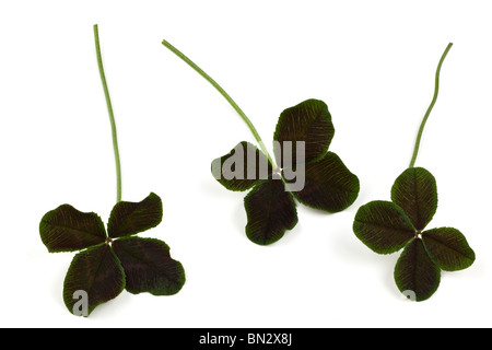 Trifolium repens Atropurpureum les feuilles de trèfle Banque D'Images