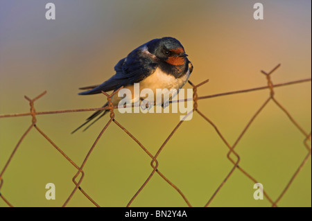 L'hirondelle rustique (Hirundo rustica), assis sur une clôture, Grèce, Lesbos, Kalloni Salt Pans Banque D'Images