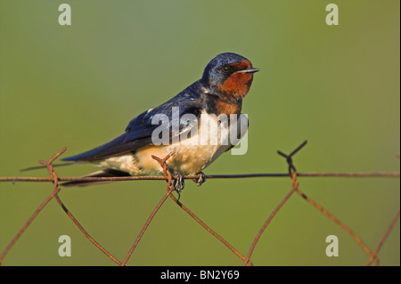 L'hirondelle rustique (Hirundo rustica), assis sur une clôture, Grèce, Lesbos, Kalloni Salt Pans Banque D'Images