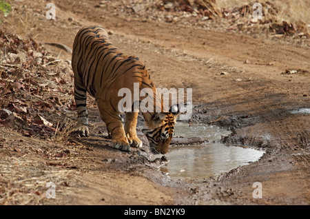 Tiger renifle un petit bassin d'eau au milieu de la route forestière dans le Parc National de Ranthambhore, Inde Banque D'Images