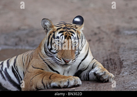 Portrait du tigre. Photo prise dans le Parc National de Ranthambhore, Inde Banque D'Images