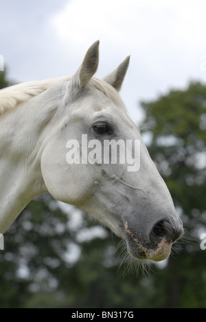 Portrait cheval blanc Banque D'Images