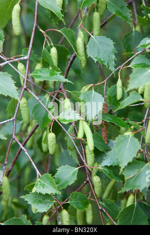 Bouleau blanc Betula pendula ; ; ; printemps chatons avec Banque D'Images