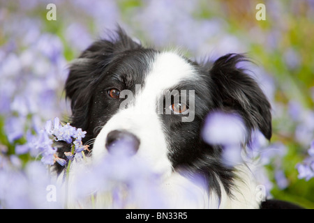 Un Border Collie dog in Bluebells, Ambleside, Cumbria, Royaume-Uni. Banque D'Images