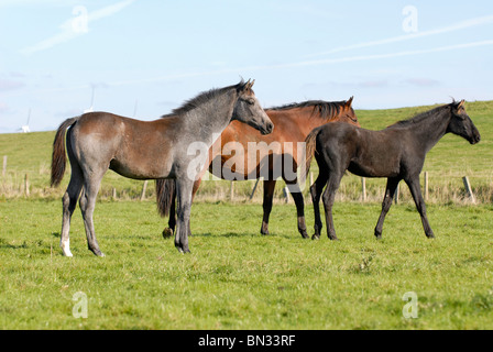 Troupeau de chevaux on meadow Banque D'Images