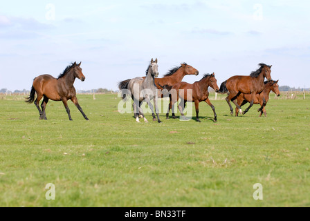 Troupeau de chevaux on meadow Banque D'Images