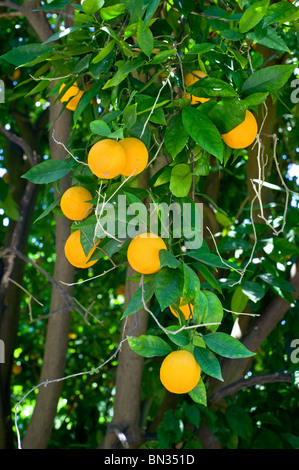 Un groupe d'oranges mûres suspendus aux branches d'un oranger. Banque D'Images