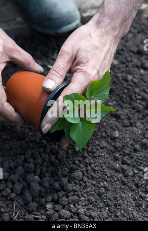 La plantation de jeunes Patate douce (Ipomoea batatas) des plantes sur l'attribution. Le sud du Yorkshire, Angleterre. Banque D'Images