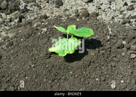 Petit Ours nouvellement plantés plante citrouille (Cucurbita) sur un monticule de terre. Le sud du Yorkshire, Angleterre. Banque D'Images