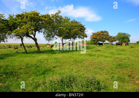 Le bétail sur le site de l'Afrique du manoir, Wharram Percy, village médiéval déserté, Wolds Way, North Yorkshire, Angleterre, Royaume-Uni. Banque D'Images