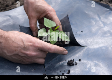 La plantation de jeunes Patate douce (Ipomoea batatas) par les plantes en plastique noir sur l'attribution. Le sud du Yorkshire, Angleterre. Banque D'Images