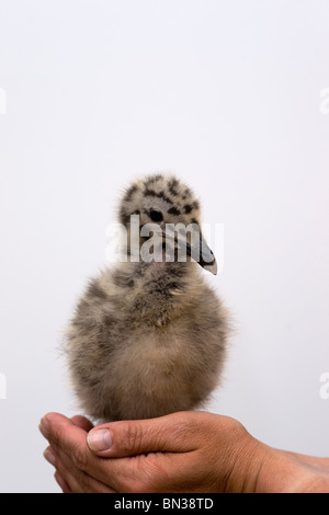 Larus occidentalis bébé mouette debout dans une main de femme Banque D'Images