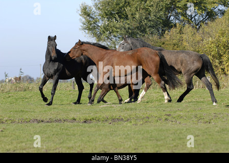 Troupeau de chevaux on meadow Banque D'Images