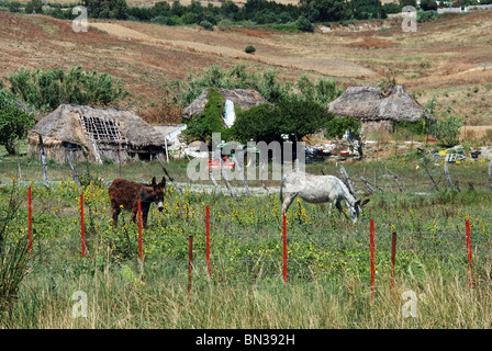 Métairie de chaume sur le bord de la ville, Medina Sidonia, Province de Cadix, Andalousie, Espagne, Europe de l'Ouest. Banque D'Images