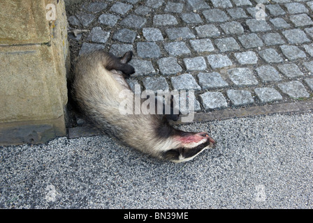 Un blaireau (Meles meles) située à côté d'une route dans la région de Sheffield, South Yorkshire, Angleterre. Banque D'Images