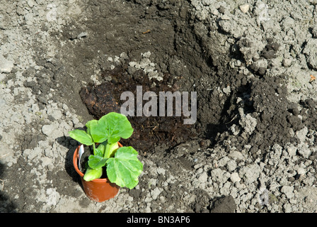 La plantation d'un petit ours plante citrouille (Cucurbita) dans un trou profond rempli de fumier. Le sud du Yorkshire, Angleterre. Banque D'Images