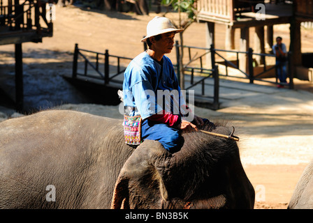 Éléphant à la Maesa camp, Chiang Mai, Thaïlande, Asie du Sud-Est Banque D'Images