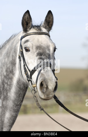 Portrait de race Trakehner Banque D'Images