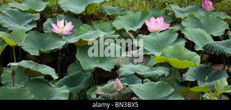 Lotus rose fleurs et feuilles, Nelumbo nucifera, Indonésie Banque D'Images