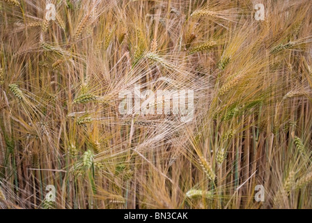 Photographie de paysage d'un champ de blé dur dans la région de Giessen, ALLEMAGNE Banque D'Images
