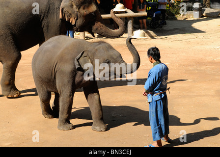 Bébé éléphant à la Maesa camp, Chiang Mai, Thaïlande, Asie du Sud-Est Banque D'Images