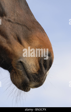 bouche de cheval Banque D'Images