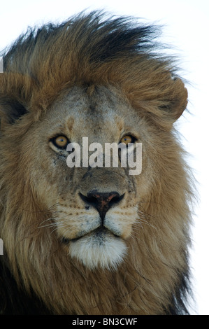 Lion, photographié à Serengeti National Park, Tanzania, Africa Banque D'Images